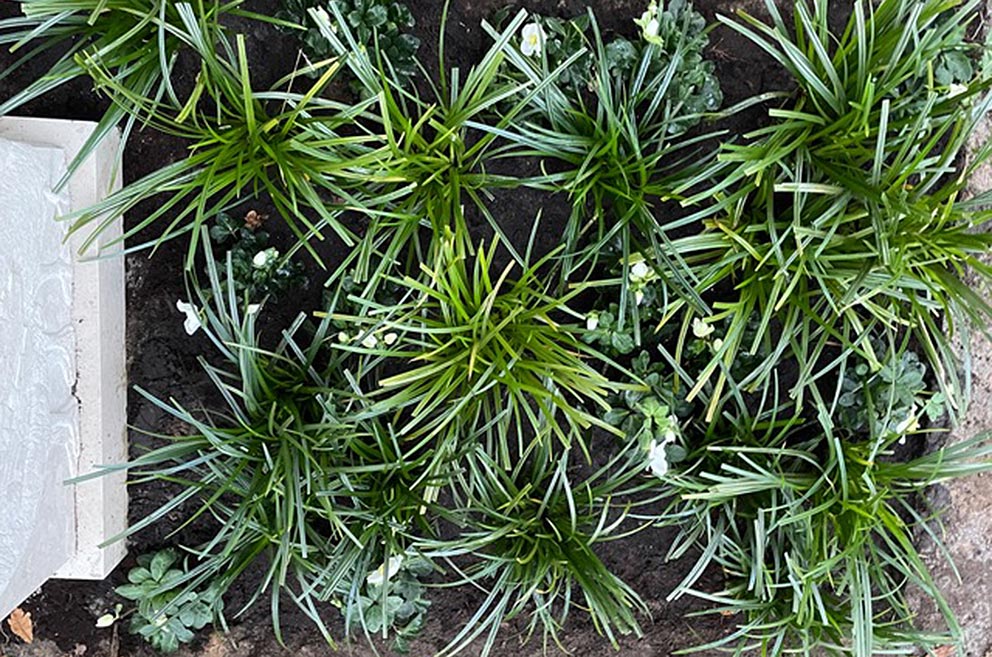 BLUMEN KOCH BERLIN - Trauerfloristik